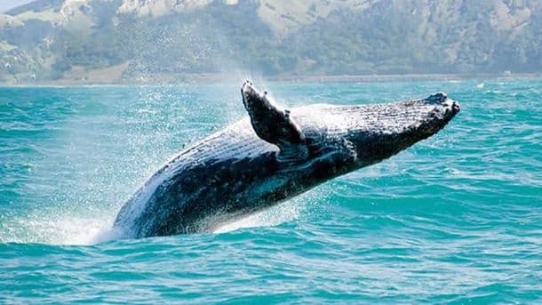 Whale Watching Catamaran with Vallarta Tours & Rentals