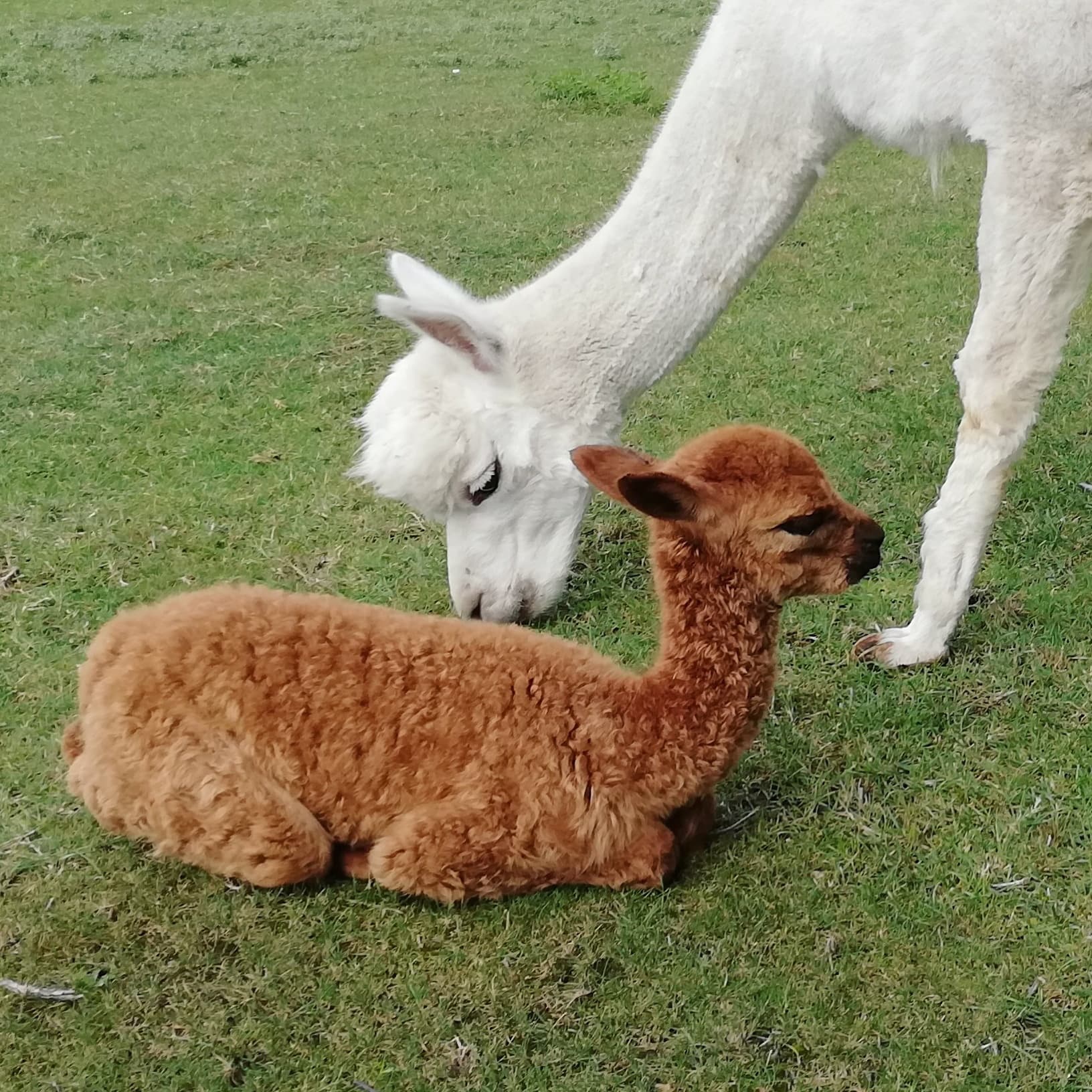 Cria resting on grass with adult alpaca nuzzling in field