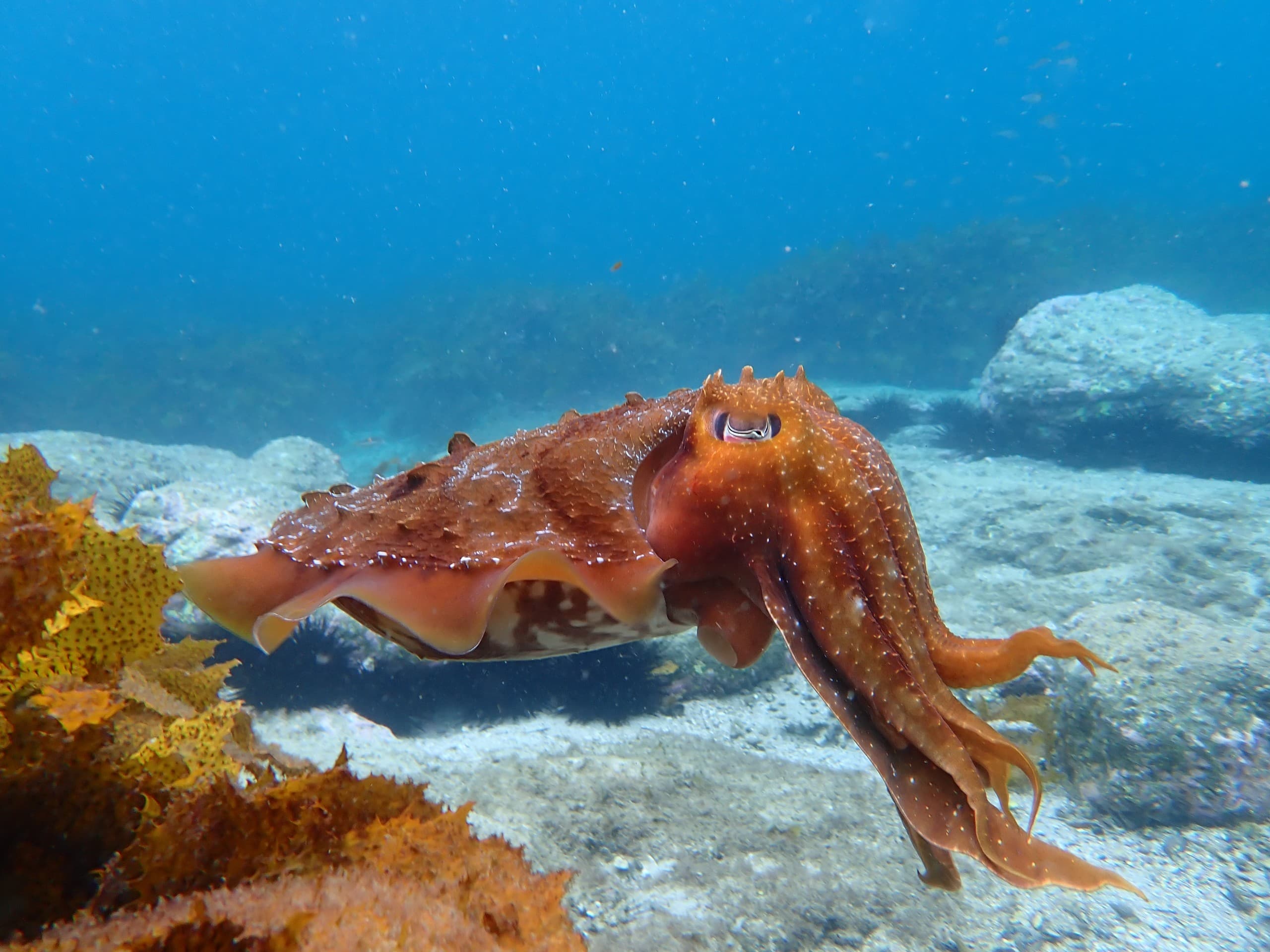 Beginner Snorkelling at Murrays Beach: Guided Entry to the Great Southern Reef