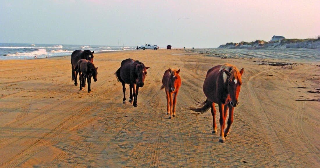 Corolla Wild Horse Tours team