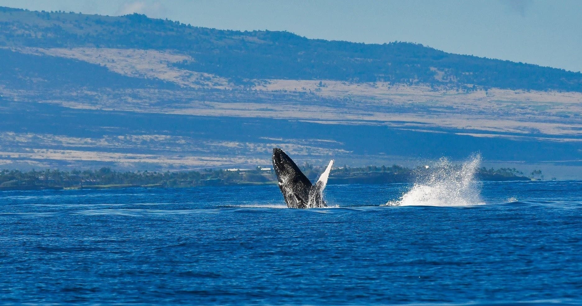 Sail the Kohala Coast: Eco-Friendly Shared Charters Aboard the Dolce Vita