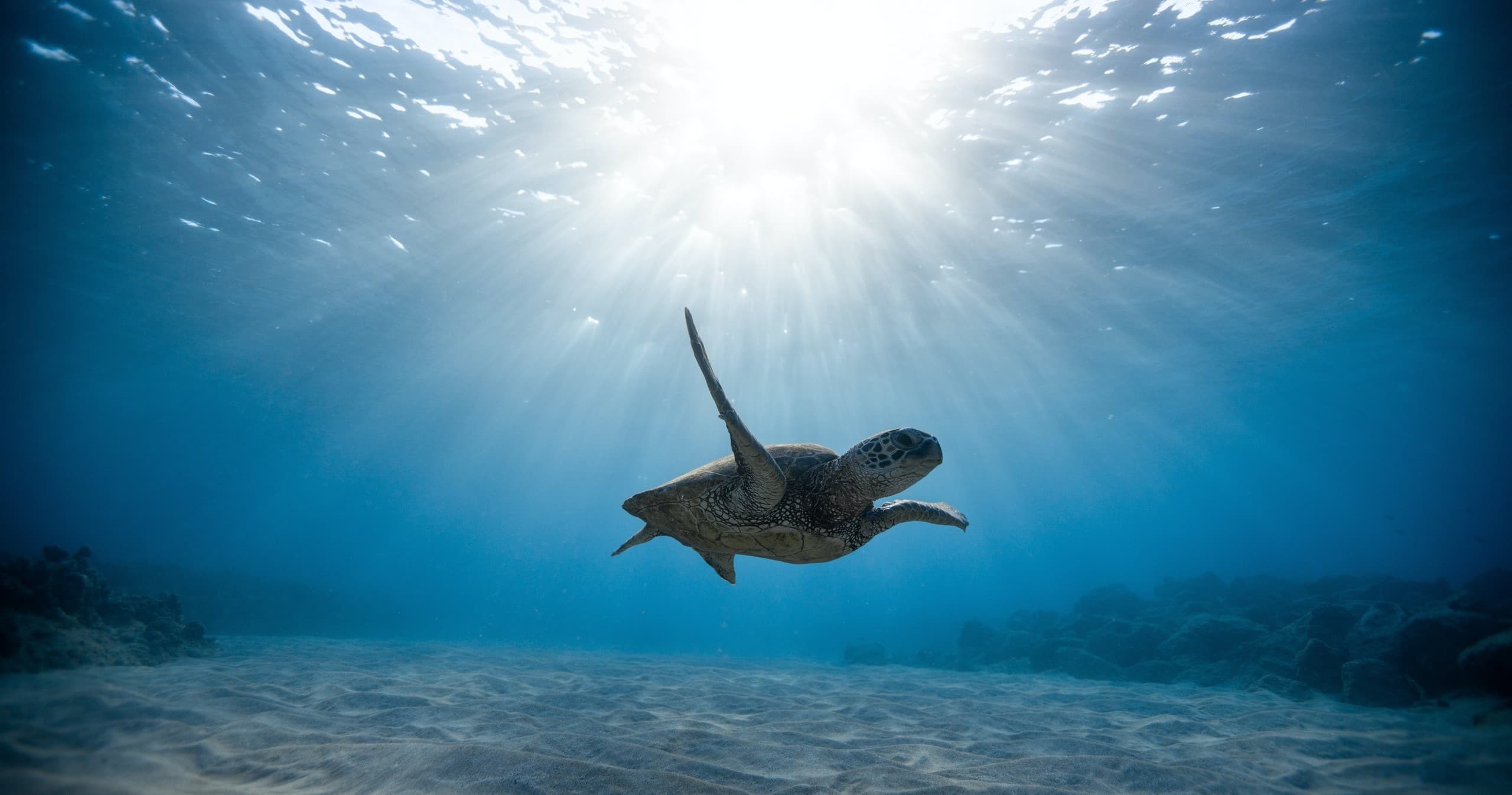 Sea turtle swimming under sunlit ocean, snorkeling wildlife encounter