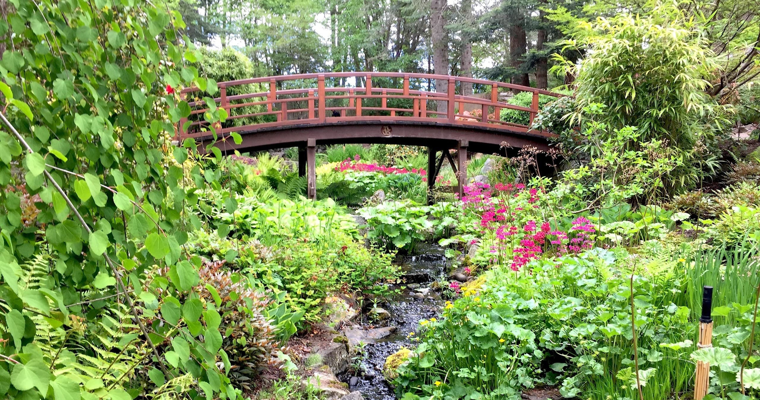 Lush Japanese garden with red arched bridge over stream