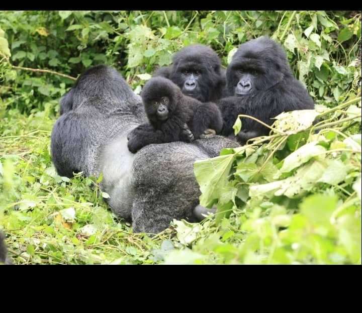 Wildlife & Adventure: Uganda & Rwanda Private Tours by Kent Safari Tours