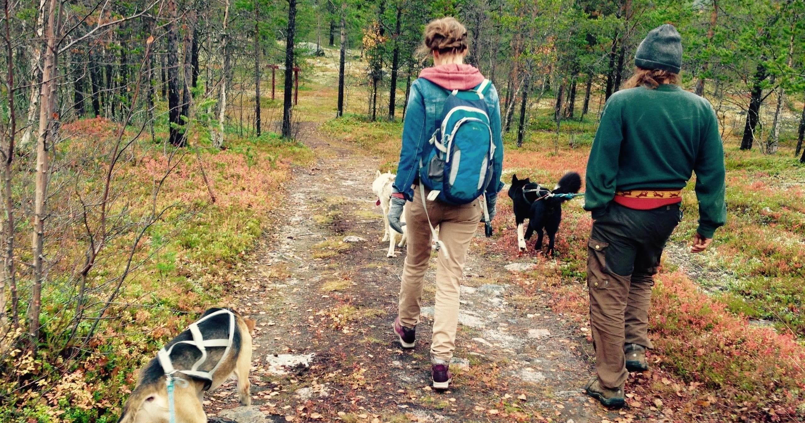 Land Adventure: Hetta Huskies Short Ridge Hike