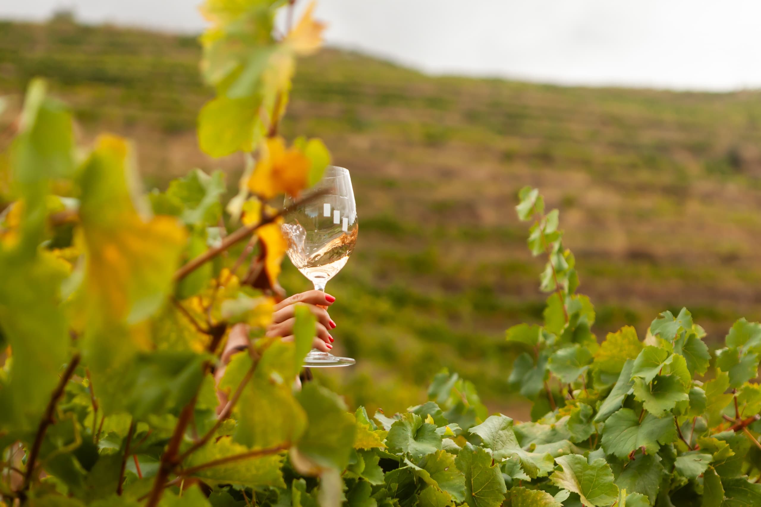 Wine Tasting & Vineyard Tour at Quinta da Pedra Alta