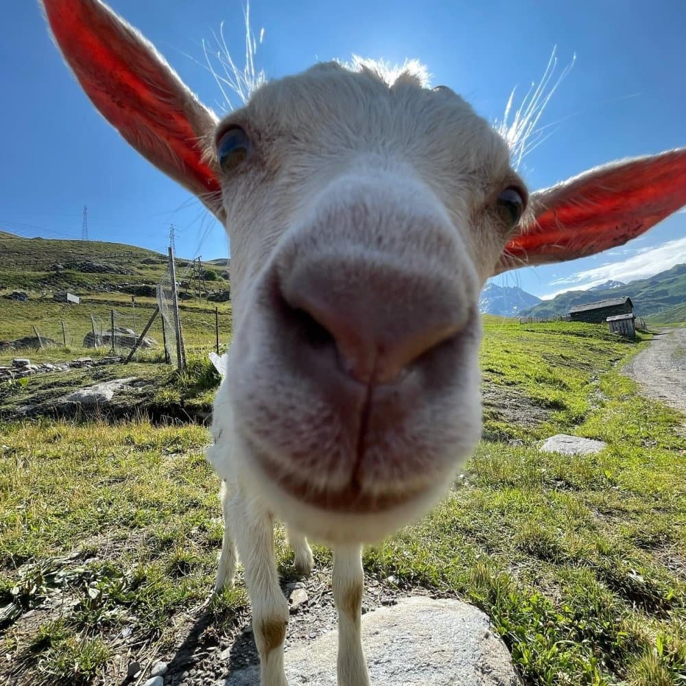 Alps Farm Guided Tour & Cheese Tasting Experience | Guided Tour in val thorens | Farm, Food Tour, Wine, History Tour, Walking Tour