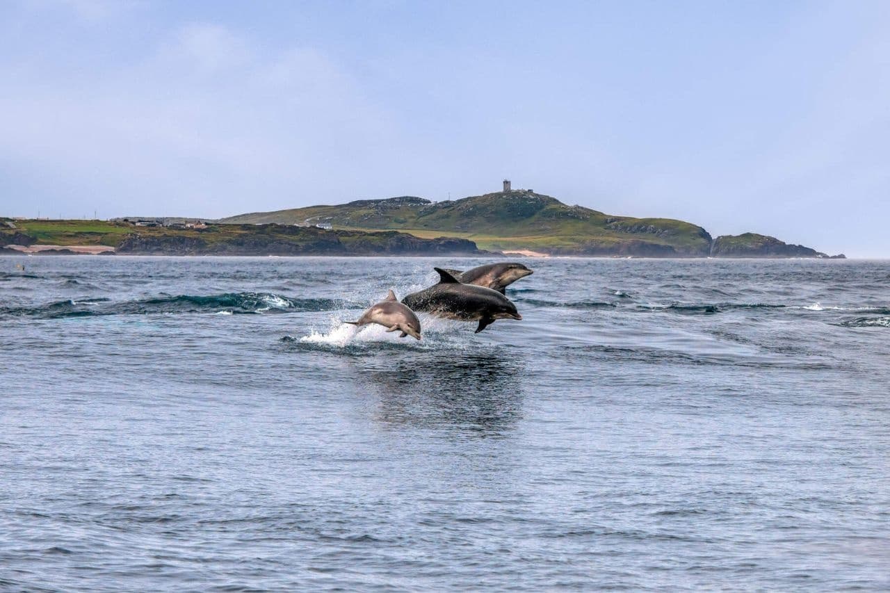 Water Activities & Inishowen Boating: Dolphin Discovery Tour