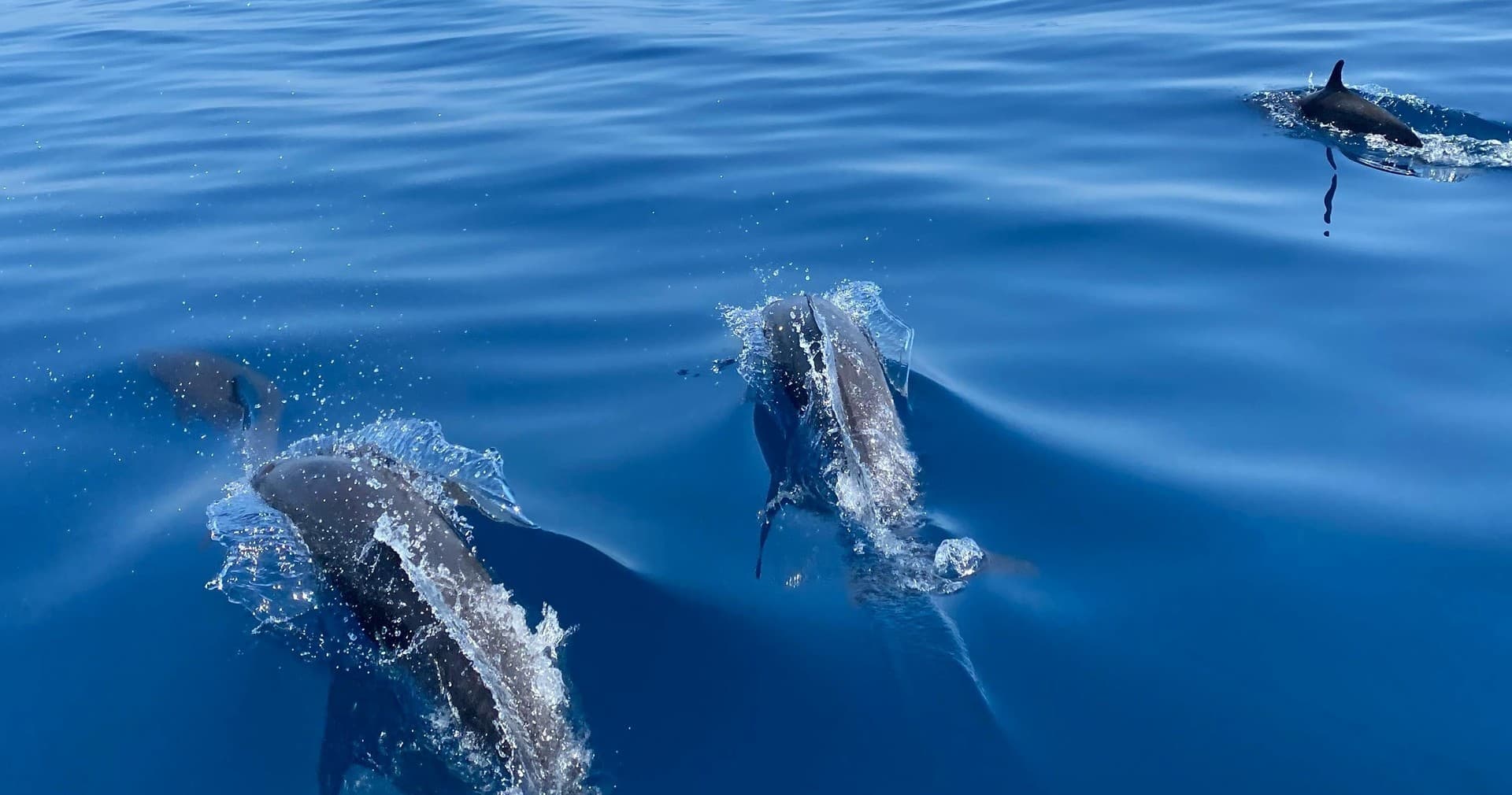 Angler 2 Hour Dolphin Cruise in Stock Island, Florida