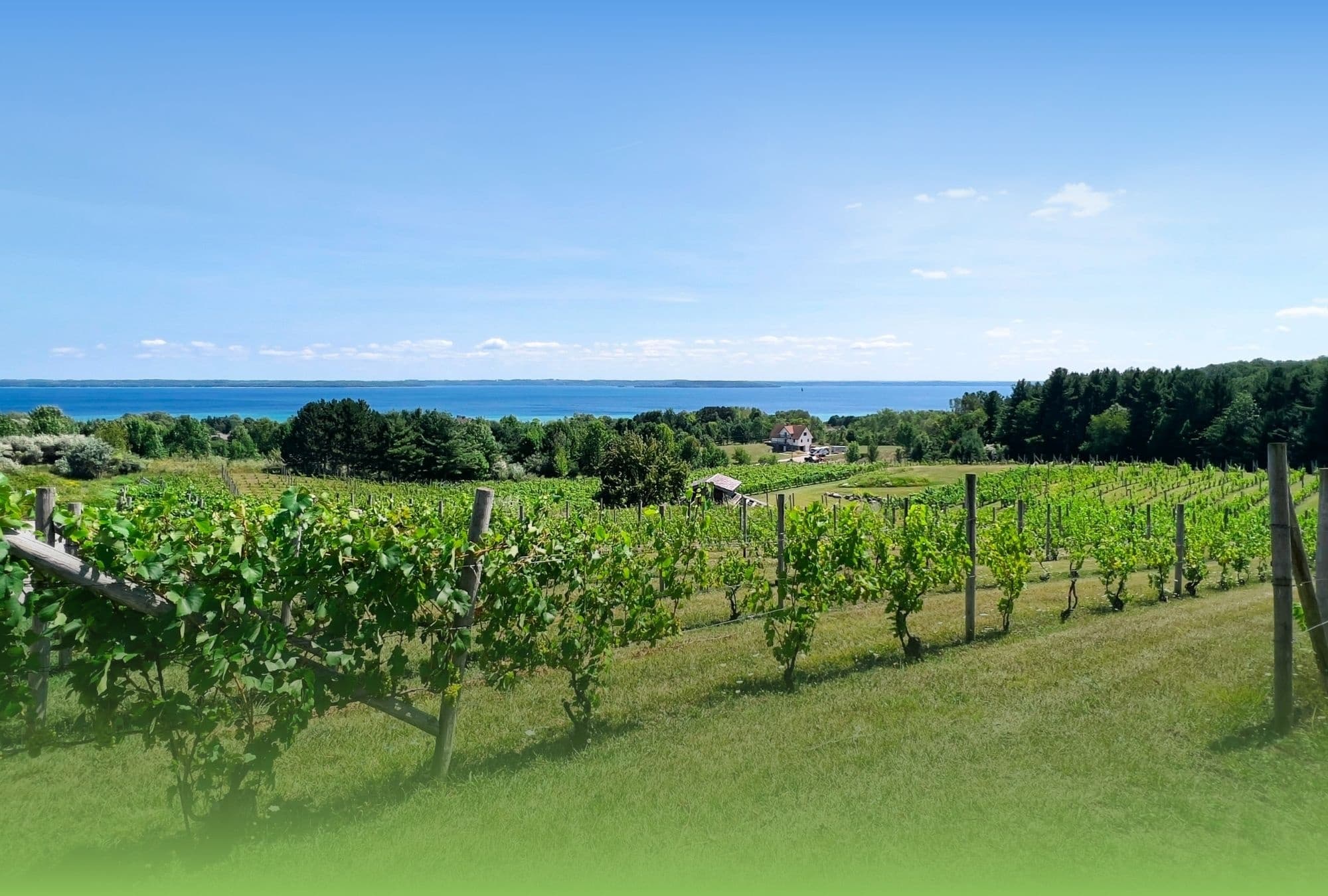 Vino Vista Series: Plein-Air Watercolor Road Trip in Lake Ann, Michigan