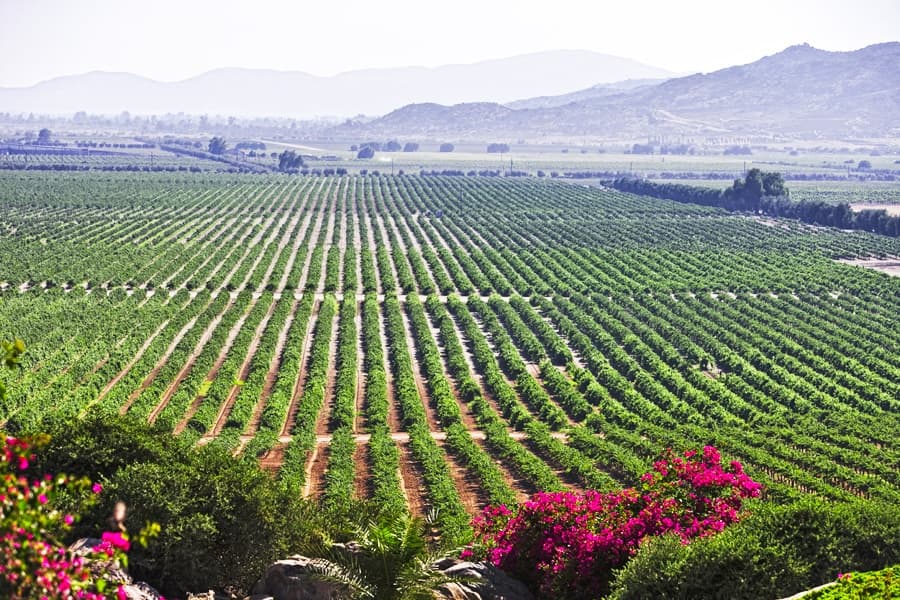 Panoramic vineyard landscape with rolling hills at sunset Baja