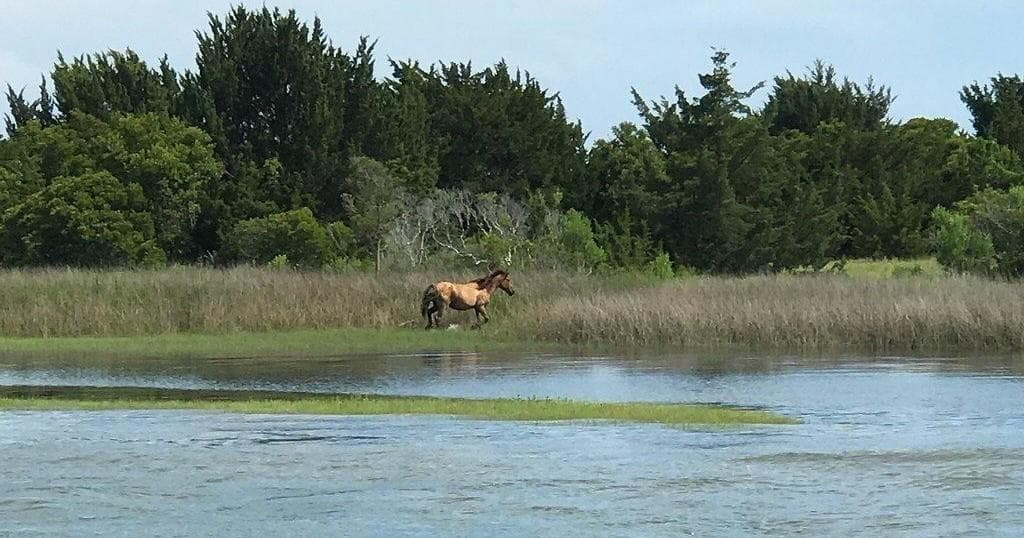 Explore Beaufort’s Wild Horses & Dolphins on an Unforgettable Scenic Cruise