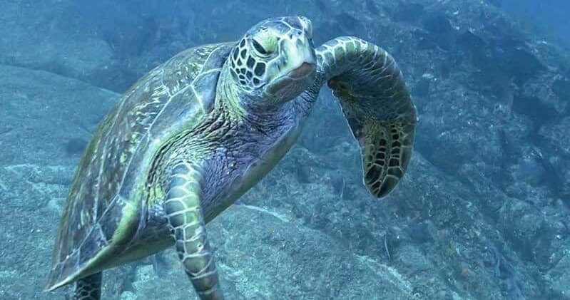 Dive the Corridor: Guided Cabo Corridor Reefs & Shore Dives from Cabo San Lucas
