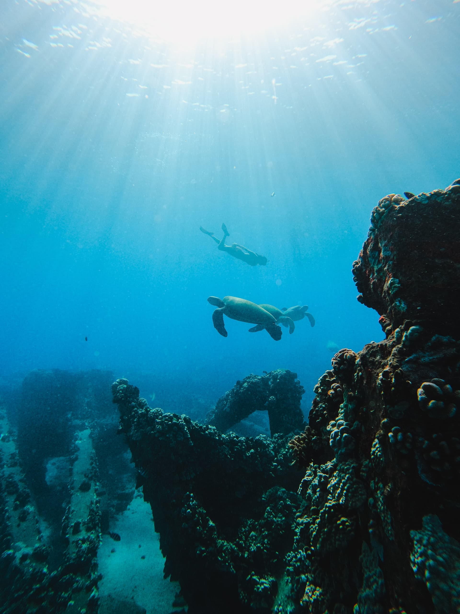 Coral Gardens Snorkel & Sail with Sail Maui in Wailuku, Hawaii