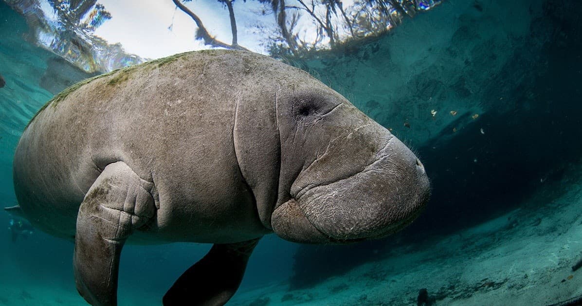 Underwater close-up of a Florida manatee in crystal-clear spring