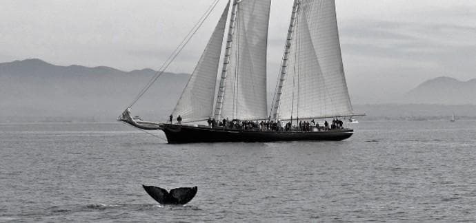 Whale Watching Adventure in San Diego, California