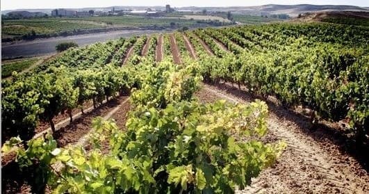 Wine Tasting & Sightseeing with ARIMUNDI in Ribera del Duero