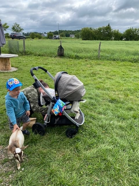 Goat Cuddles and Farmyard Fun: Snouts & Snuggles Weekend Farm Visit in Martintown photo 1