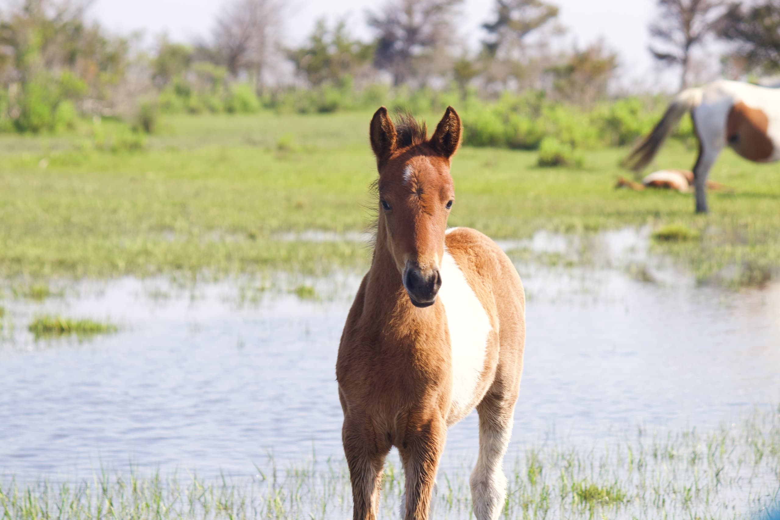 Early Bird Spring Foal Tour on Assateague Island: Witness Newborn Ponies in Their Wild Habitat