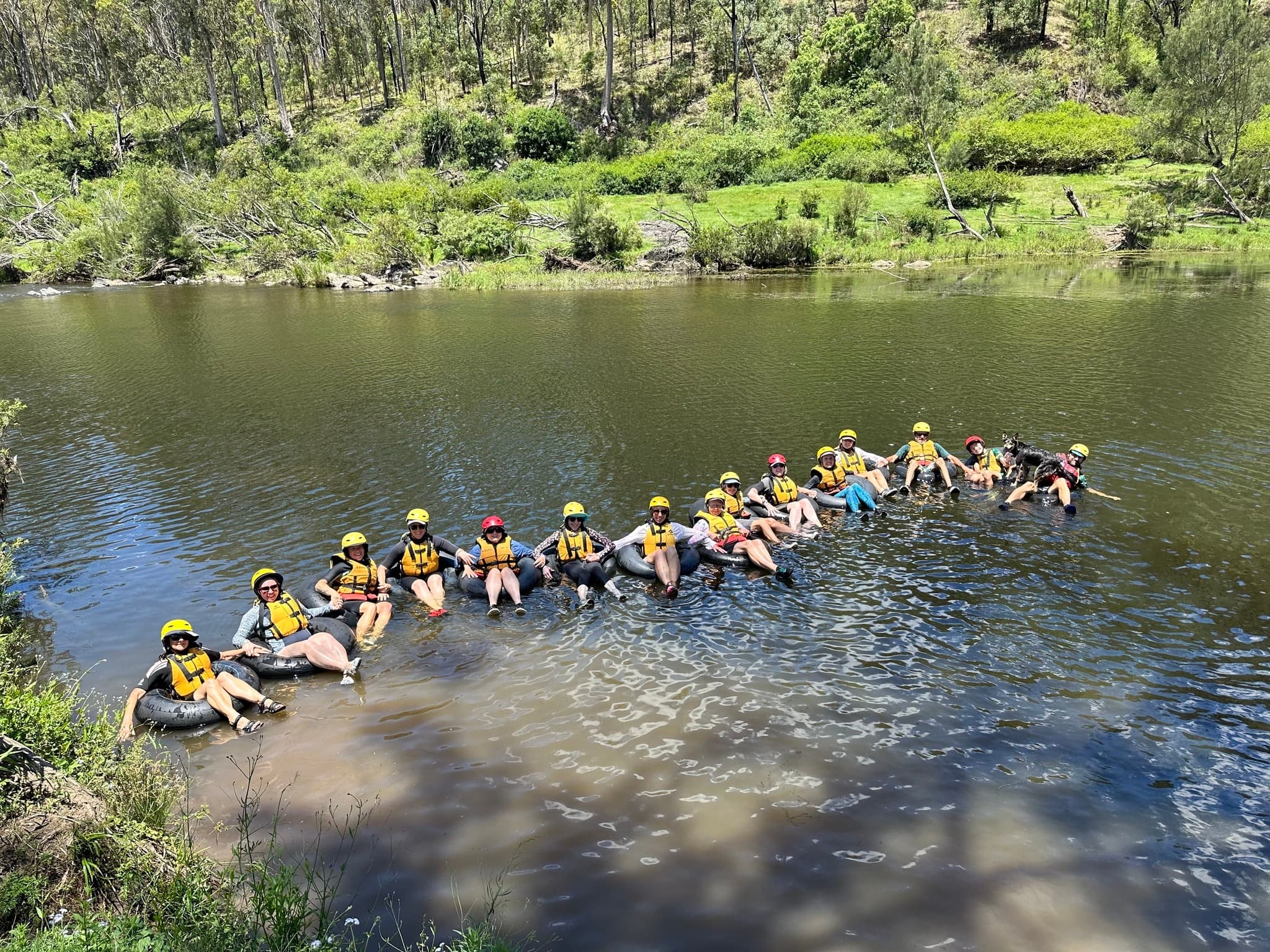 Large group floating linked in calm river surrounded by bushland