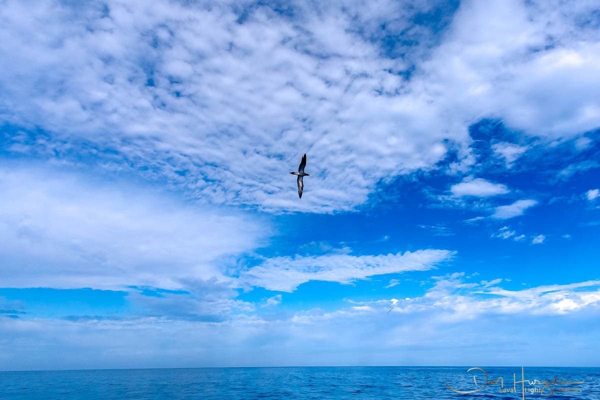Kohala Coast Premium Two-Reef Snorkel and Dolphin Viewing — Kawaihae Small-Group Adventure photo 4