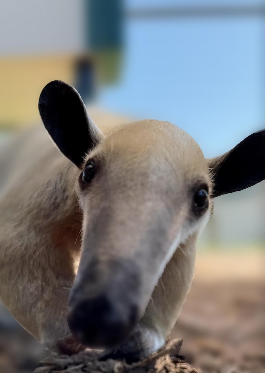 Wildlife & Nature Adventure at Aggieland Safari with Tamanduas