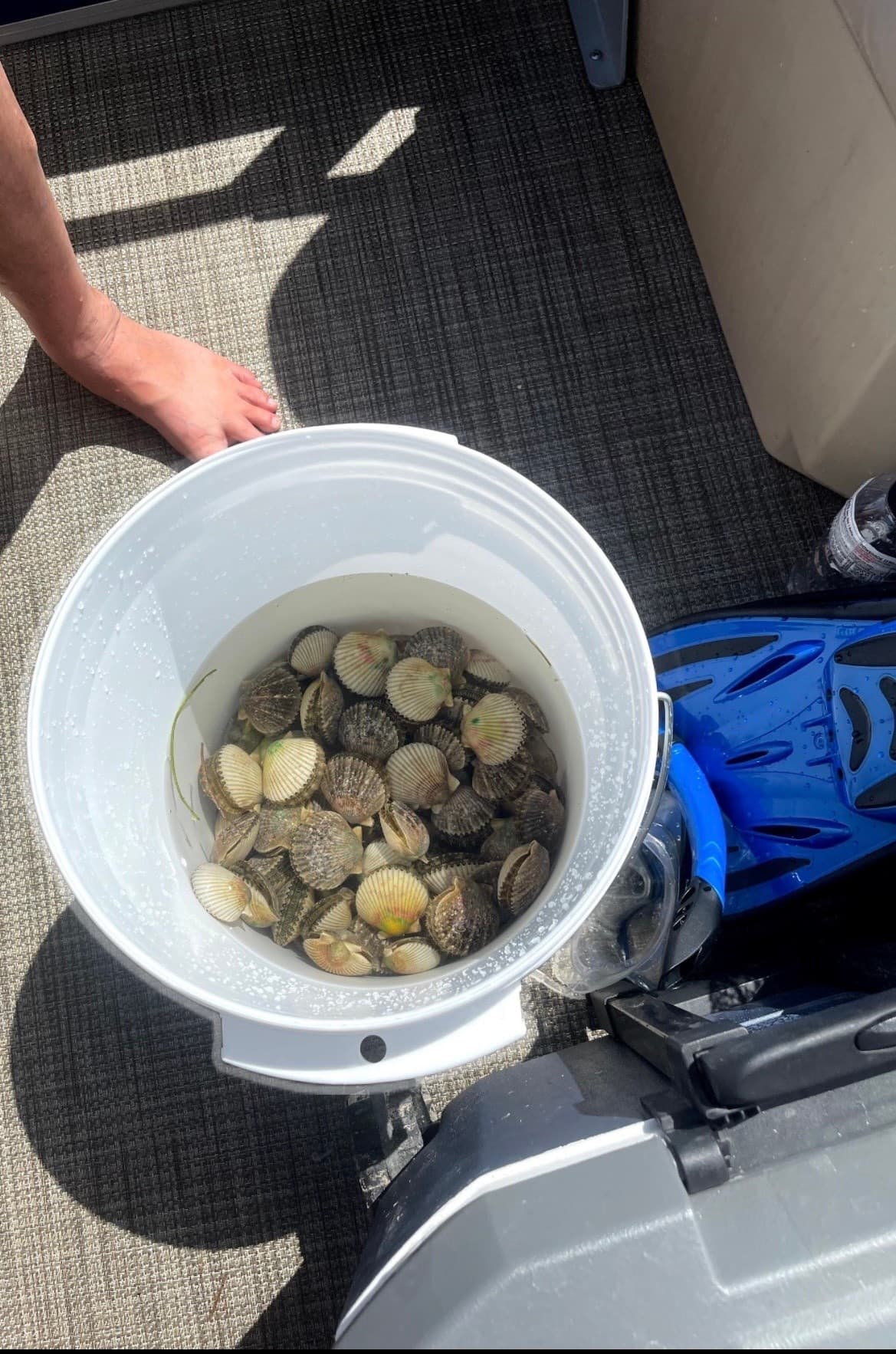 Guided Scallop Trips on Florida's Nature Coast — Hernando Beach Bay Scalloping