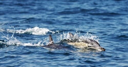 Dolphin leaping in open ocean during marine wildlife tour