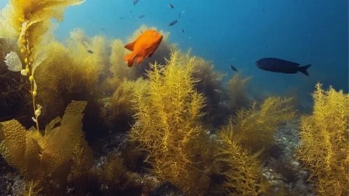 Underwater Naturalist Course in Newington, Connecticut: Learn Marine ID & Conservation