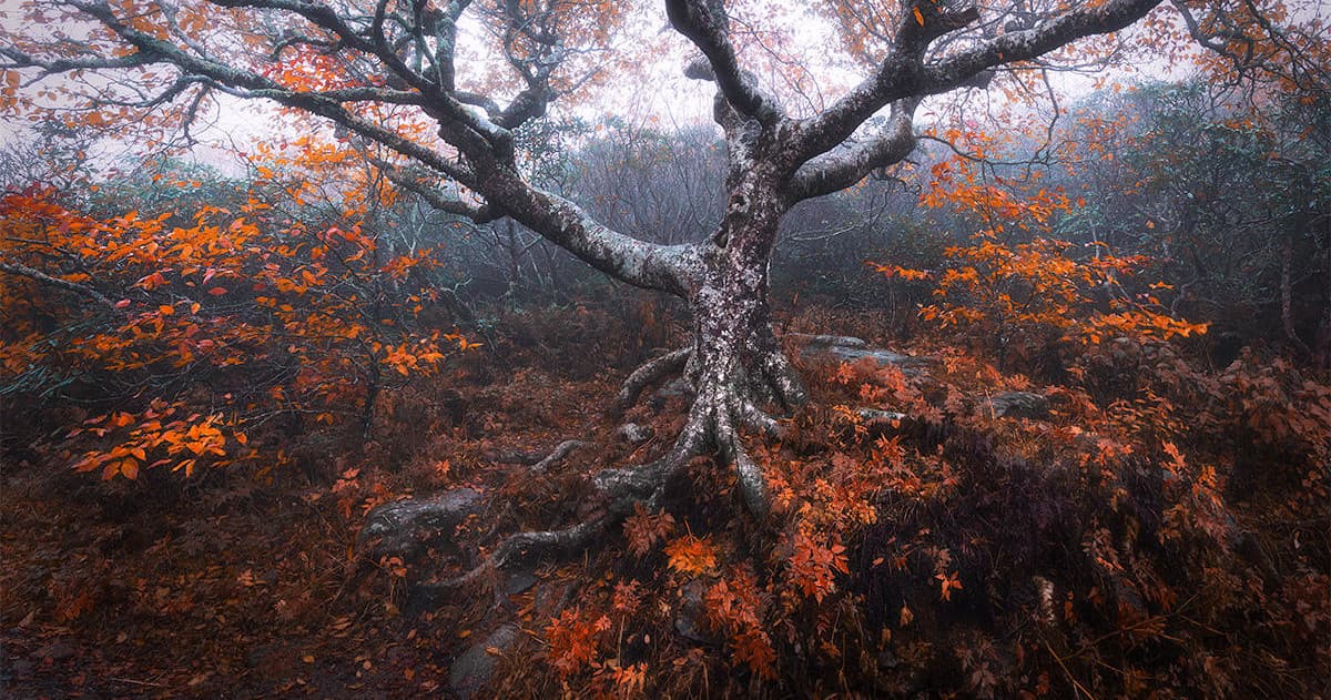 Capture the Vibrant Fall Colors of Asheville’s Blue Ridge Mountains on a Guided Photography Tour