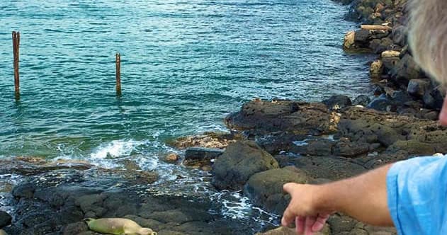 Guide pointing at tide pools on rocky Kauai shoreline coast