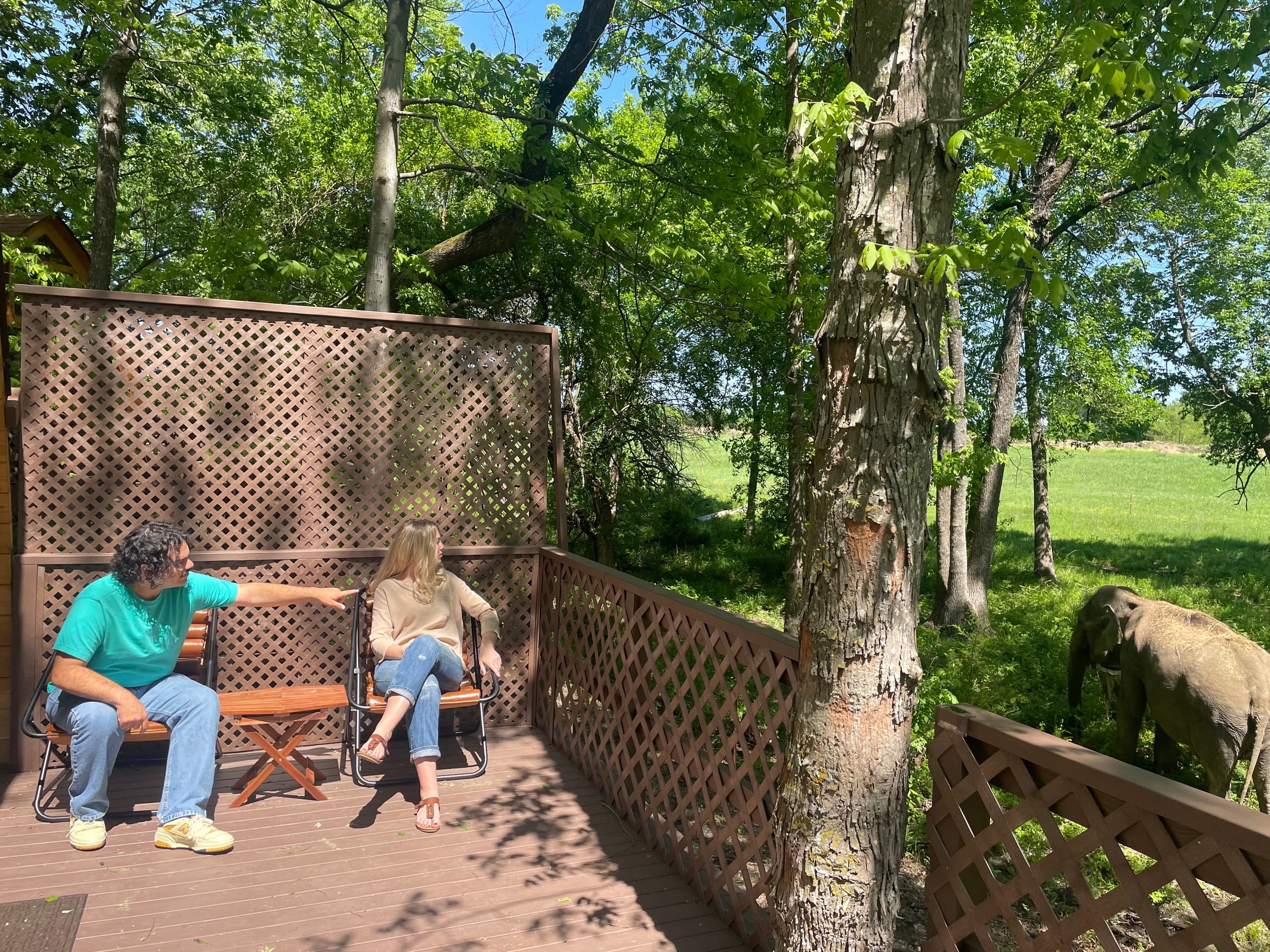 Visitors seated on deck watching elephant in tree-lined field