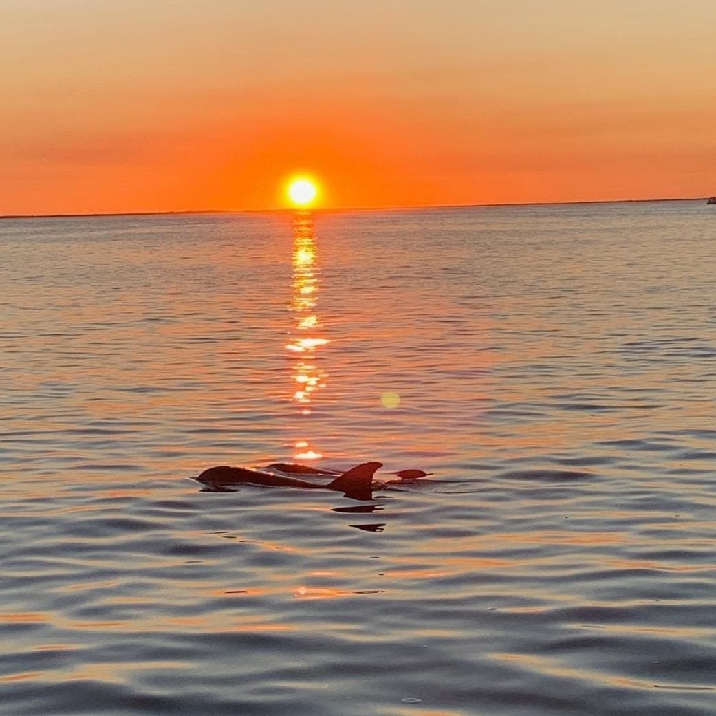 Dolphins breaching at sunset over calm ocean near shore