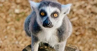 Explore Georgia Untamed Zoo’s General Admission in Hogansville