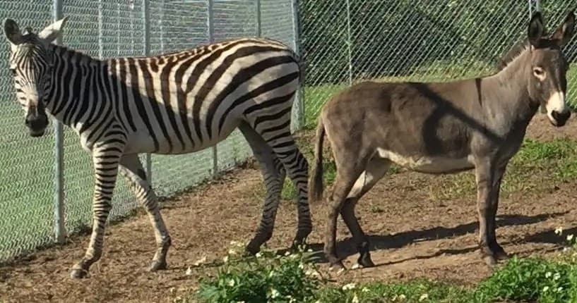 Zebra and donkey standing in fenced pasture at Boyetts Grove