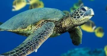 Aerial reef and crystal clear sea showcasing snorkeling route