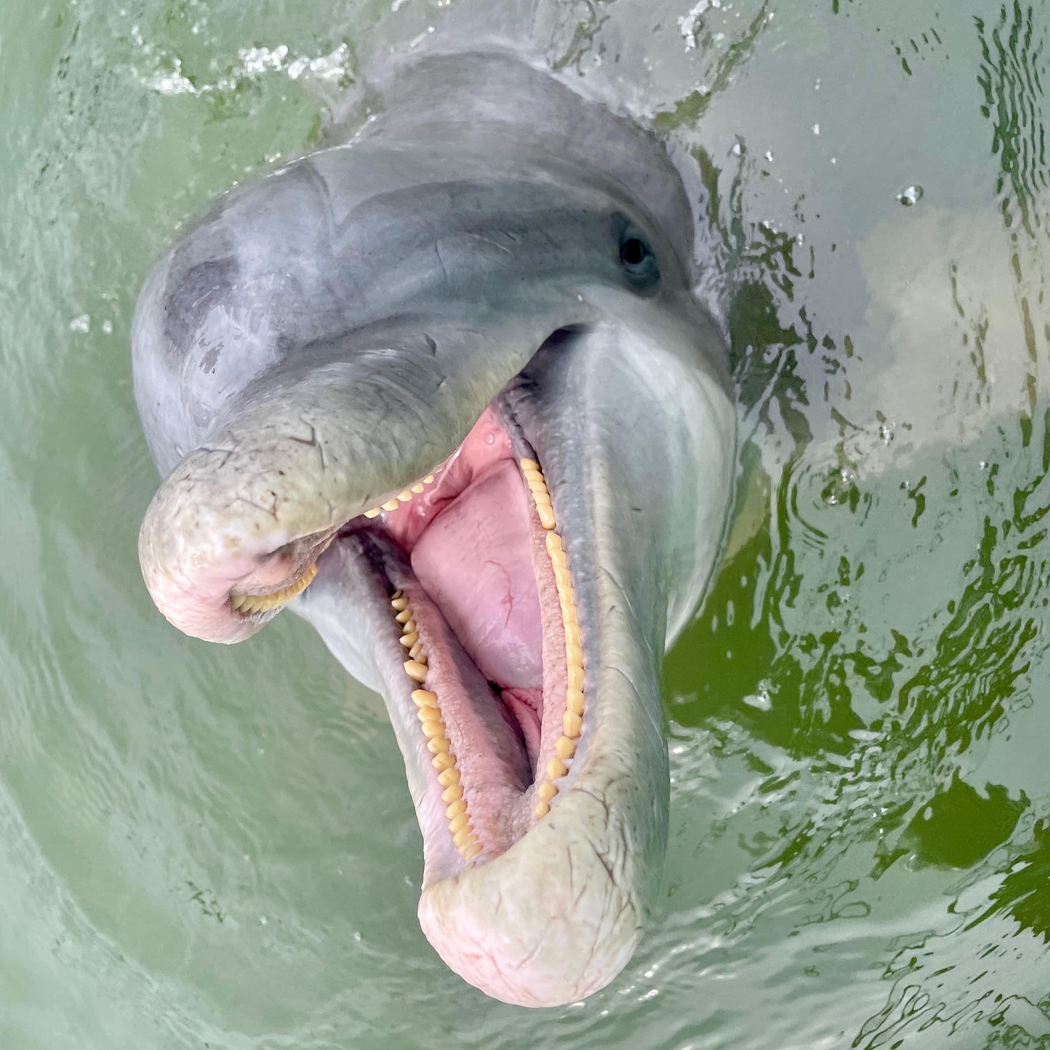 Water Activities & Dolphin Discoveries Hilton Head