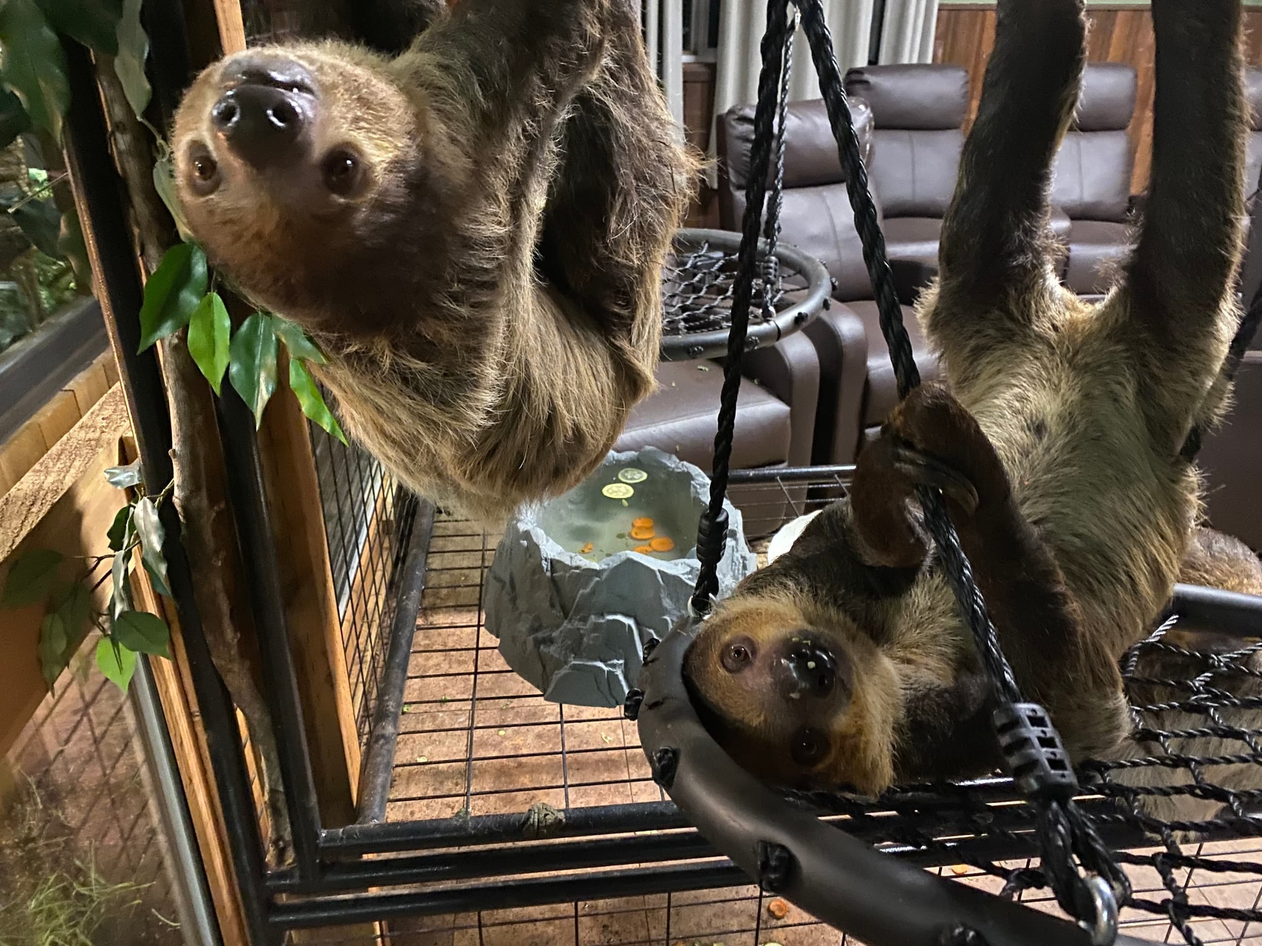Wildlife Encounters at Northwest Wildlife Sanctuary, Oak Harbor