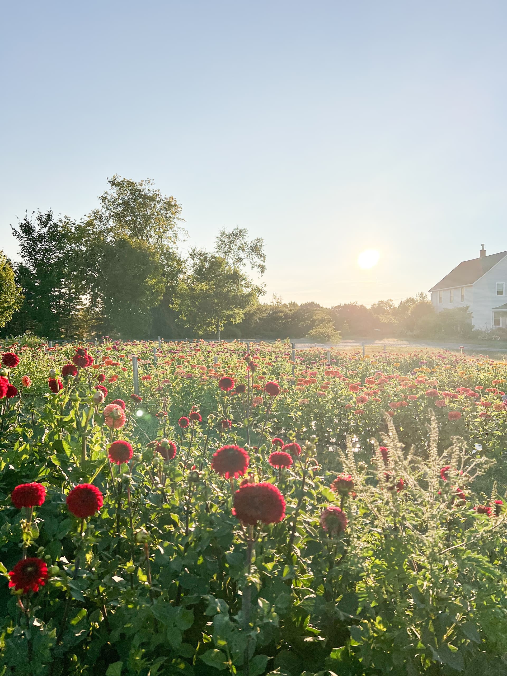 Sunrise over red dahlia field at flower farm, scenic meadow