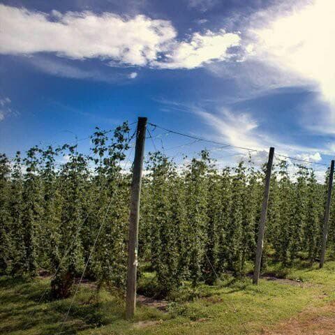 Wine & History Adventure at Nelson Tours and Travel