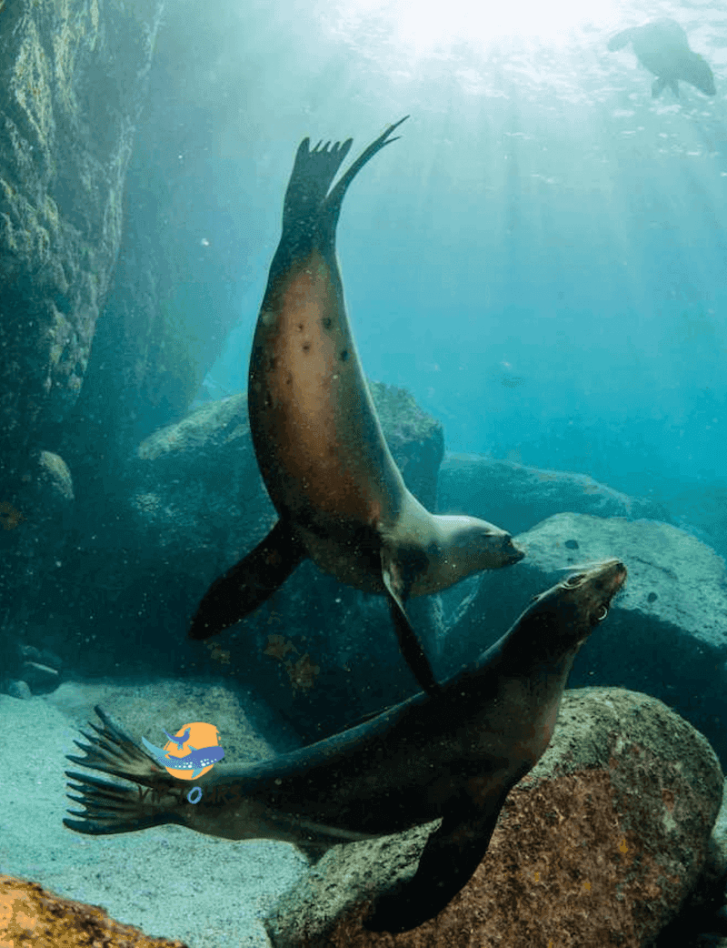 Two sea lions swimming underwater near rocky reef, La Paz