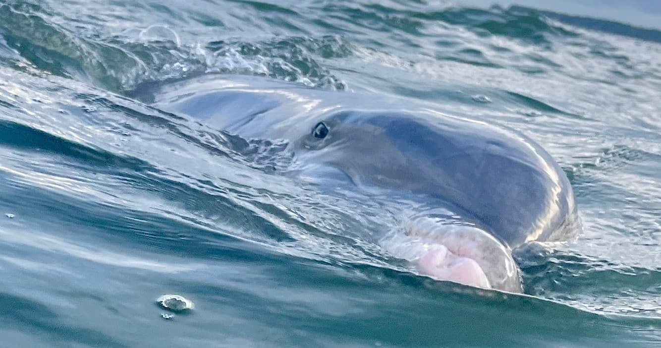 Bottlenose dolphin surfacing near boat during Hilton Head tour