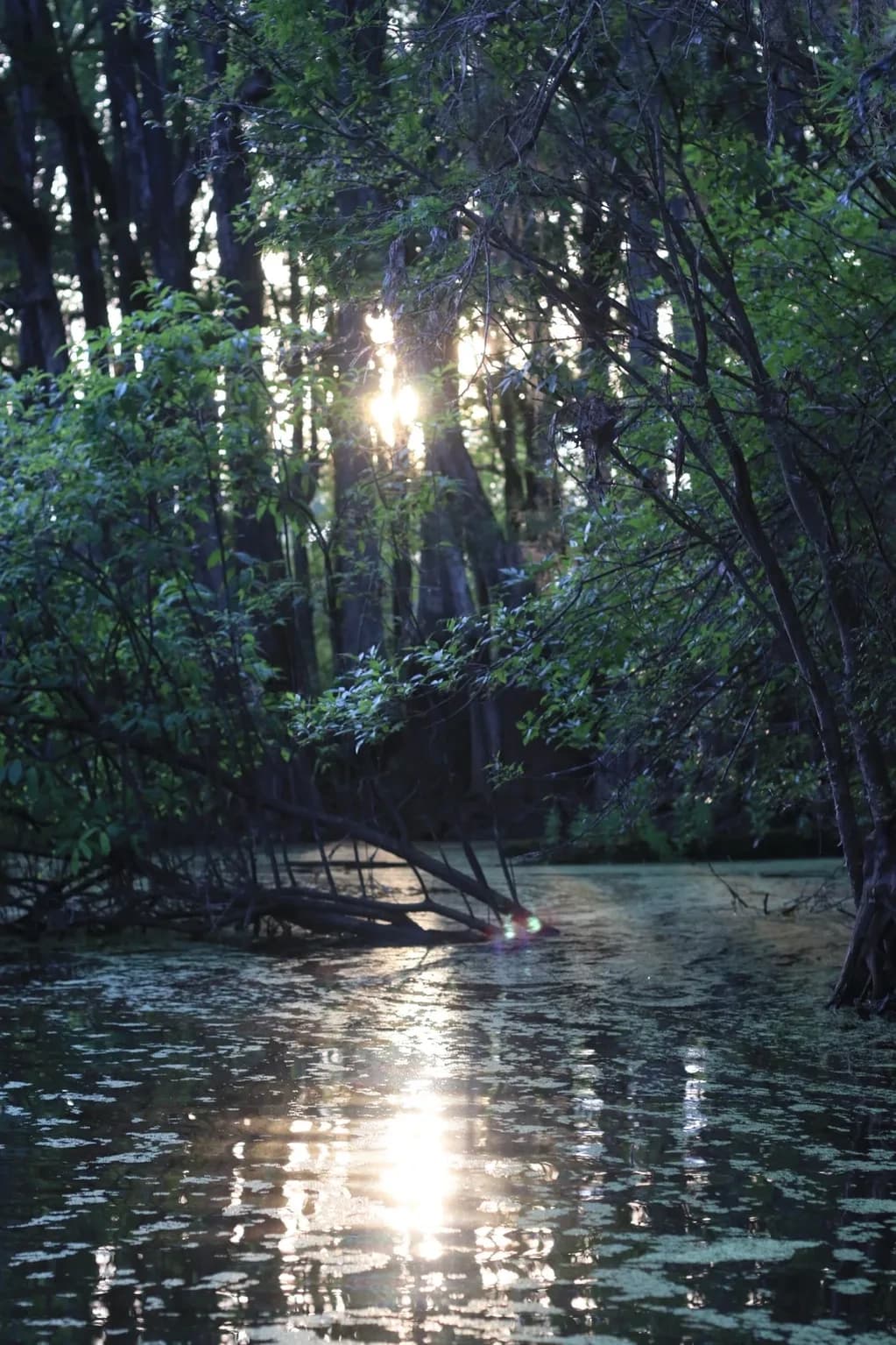 Moonlit Paddles on Ebenezer Creek: Night Tours Near Rincon, GA photo 1
