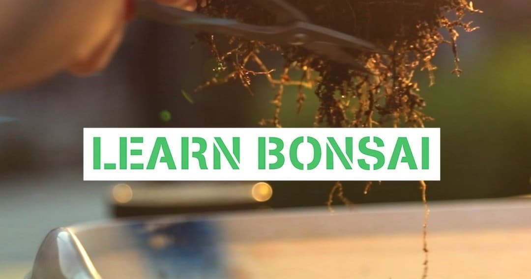 Make a Bonsai at Kapow Noodle Bar — Boca Raton's After-Hours Plant Workshop