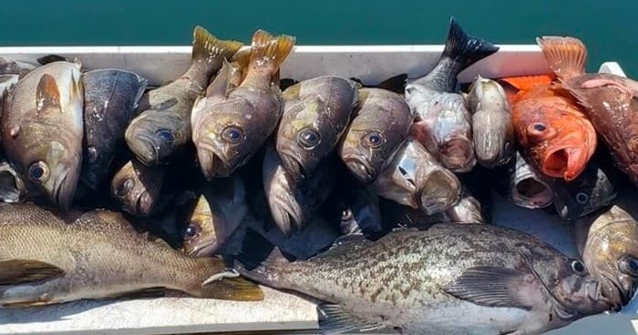 Rock Fish & Lingcod Fishing with Santa Cruz Coastal Charters