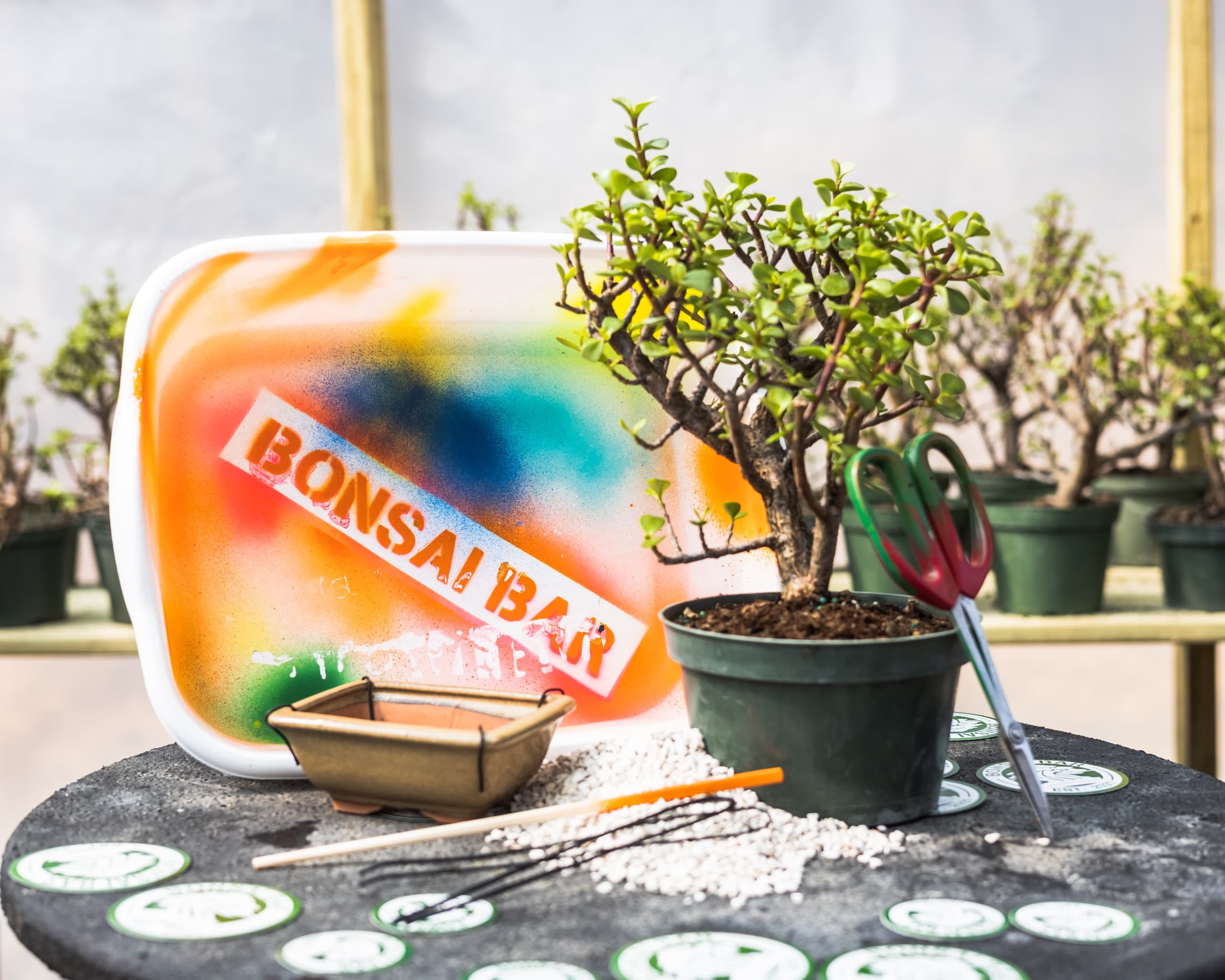 Tiny Trees and Taproom Evenings: Bonsai Bar at Sante Adairius Rustic Ales