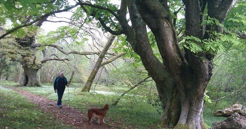 Person walking dog through ancient woodland trail in Killarney
