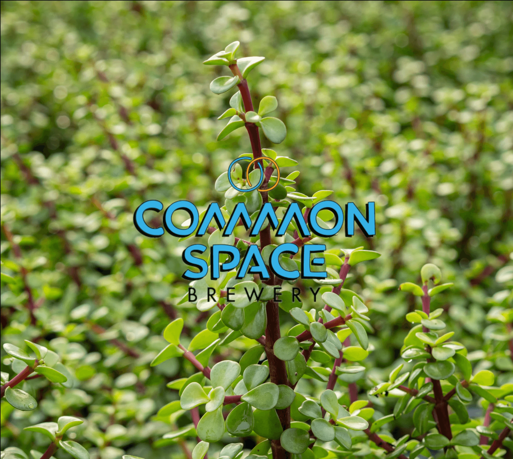 Bonsai Bar at Common Space Brewery: Create Your Own Tiny Tree in Hawthorne