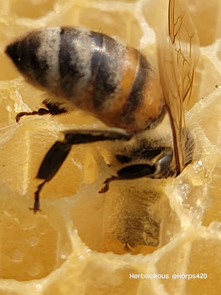 Inside the Hive: The Ultimate Honey Bee Encounter at Udderly Ridiculous Farm Life photo 1