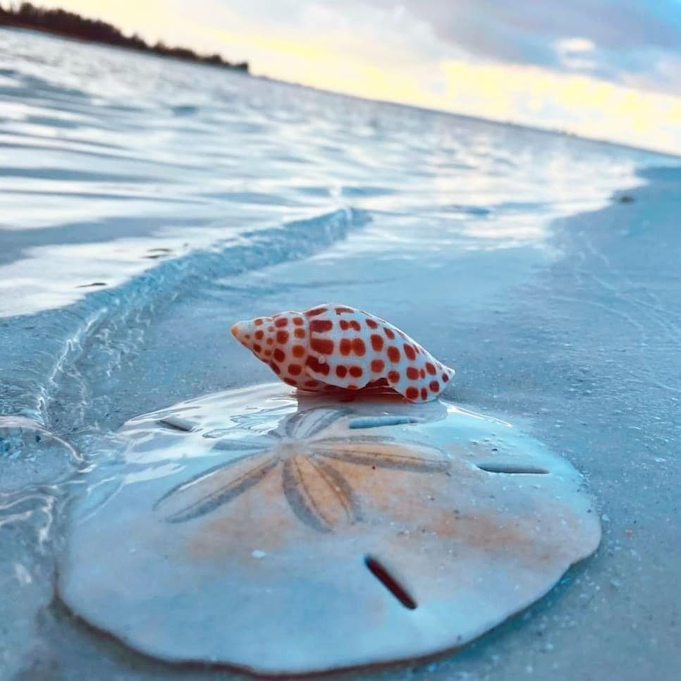 Treasure Seekers Shell Tours team
